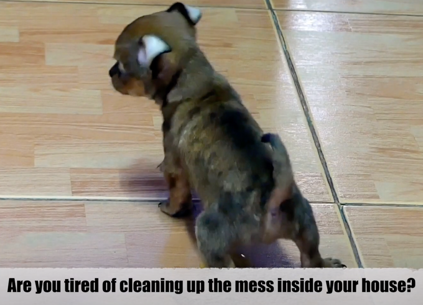 Puppy Potty Training Tips - Don't waste time!